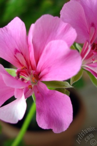 A mobile wallpaper and MMS picture for Apple iPhone 7s, 6s, 5s, 4s, Plus, iPods, iPads, New iPads, Samsung Galaxy S Series and Notes, Sony Ericsson Xperia, LG Mobile Phones, Tablets and Devices: Pink Colored Pelargonia -Geranium- flower.
