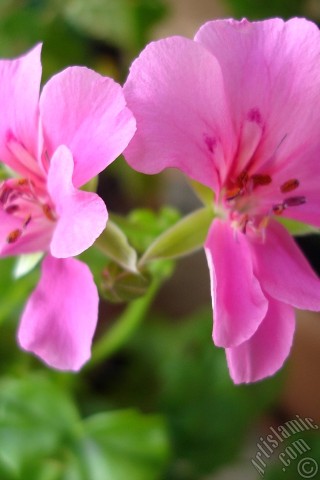 A mobile wallpaper and MMS picture for Apple iPhone 7s, 6s, 5s, 4s, Plus, iPods, iPads, New iPads, Samsung Galaxy S Series and Notes, Sony Ericsson Xperia, LG Mobile Phones, Tablets and Devices: Pink Colored Pelargonia -Geranium- flower.
