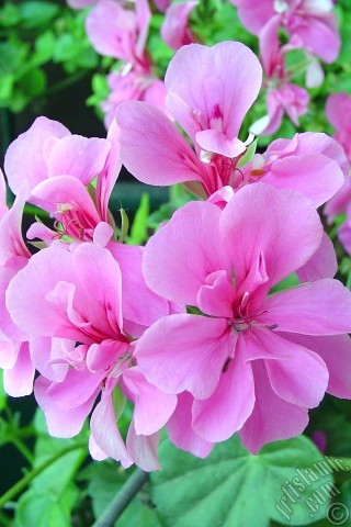 A mobile wallpaper and MMS picture for Apple iPhone 7s, 6s, 5s, 4s, Plus, iPods, iPads, New iPads, Samsung Galaxy S Series and Notes, Sony Ericsson Xperia, LG Mobile Phones, Tablets and Devices: Pink Colored Pelargonia -Geranium- flower.
