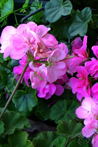 A mobile wallpaper and MMS picture for Apple iPhone 7s, 6s, 5s, 4s, Plus, iPods, iPads, New iPads, Samsung Galaxy S Series and Notes, Sony Ericsson Xperia, LG Mobile Phones, Tablets and Devices: Pink Colored Pelargonia -Geranium- flower.
