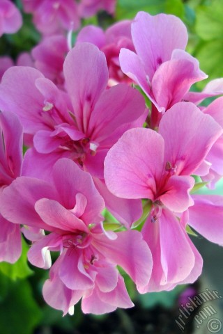 A mobile wallpaper and MMS picture for Apple iPhone 7s, 6s, 5s, 4s, Plus, iPods, iPads, New iPads, Samsung Galaxy S Series and Notes, Sony Ericsson Xperia, LG Mobile Phones, Tablets and Devices: Pink Colored Pelargonia -Geranium- flower.
