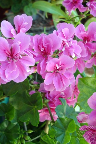 A mobile wallpaper and MMS picture for Apple iPhone 7s, 6s, 5s, 4s, Plus, iPods, iPads, New iPads, Samsung Galaxy S Series and Notes, Sony Ericsson Xperia, LG Mobile Phones, Tablets and Devices: Pink Colored Pelargonia -Geranium- flower.
