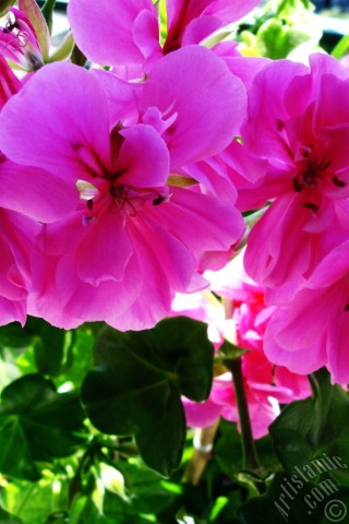 A mobile wallpaper and MMS picture for Apple iPhone 7s, 6s, 5s, 4s, Plus, iPods, iPads, New iPads, Samsung Galaxy S Series and Notes, Sony Ericsson Xperia, LG Mobile Phones, Tablets and Devices: Pink Colored Pelargonia -Geranium- flower.
