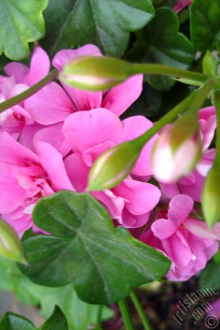 A mobile wallpaper and MMS picture for Apple iPhone 7s, 6s, 5s, 4s, Plus, iPods, iPads, New iPads, Samsung Galaxy S Series and Notes, Sony Ericsson Xperia, LG Mobile Phones, Tablets and Devices: Pink Colored Pelargonia -Geranium- flower.
