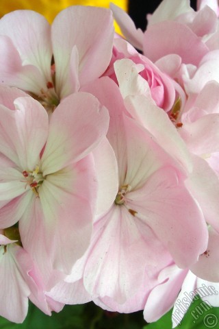 A mobile wallpaper and MMS picture for Apple iPhone 7s, 6s, 5s, 4s, Plus, iPods, iPads, New iPads, Samsung Galaxy S Series and Notes, Sony Ericsson Xperia, LG Mobile Phones, Tablets and Devices: Pink Colored Pelargonia -Geranium- flower.
