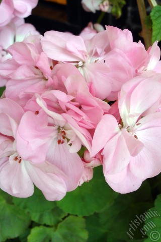 A mobile wallpaper and MMS picture for Apple iPhone 7s, 6s, 5s, 4s, Plus, iPods, iPads, New iPads, Samsung Galaxy S Series and Notes, Sony Ericsson Xperia, LG Mobile Phones, Tablets and Devices: Pink Colored Pelargonia -Geranium- flower.
