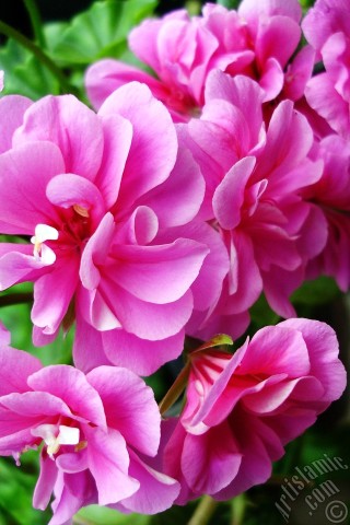 A mobile wallpaper and MMS picture for Apple iPhone 7s, 6s, 5s, 4s, Plus, iPods, iPads, New iPads, Samsung Galaxy S Series and Notes, Sony Ericsson Xperia, LG Mobile Phones, Tablets and Devices: Pink Colored Pelargonia -Geranium- flower.
