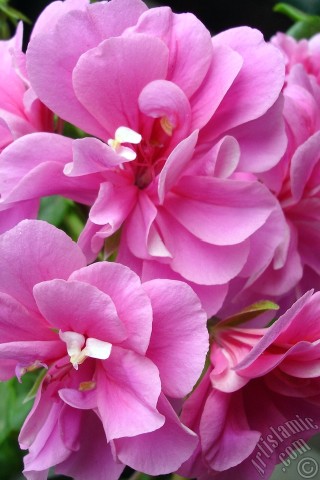 A mobile wallpaper and MMS picture for Apple iPhone 7s, 6s, 5s, 4s, Plus, iPods, iPads, New iPads, Samsung Galaxy S Series and Notes, Sony Ericsson Xperia, LG Mobile Phones, Tablets and Devices: Pink Colored Pelargonia -Geranium- flower.
