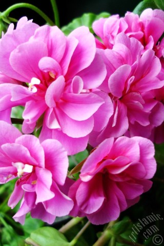 A mobile wallpaper and MMS picture for Apple iPhone 7s, 6s, 5s, 4s, Plus, iPods, iPads, New iPads, Samsung Galaxy S Series and Notes, Sony Ericsson Xperia, LG Mobile Phones, Tablets and Devices: Pink Colored Pelargonia -Geranium- flower.
