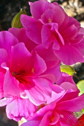 A mobile wallpaper and MMS picture for Apple iPhone 7s, 6s, 5s, 4s, Plus, iPods, iPads, New iPads, Samsung Galaxy S Series and Notes, Sony Ericsson Xperia, LG Mobile Phones, Tablets and Devices: Pink Colored Pelargonia -Geranium- flower.
