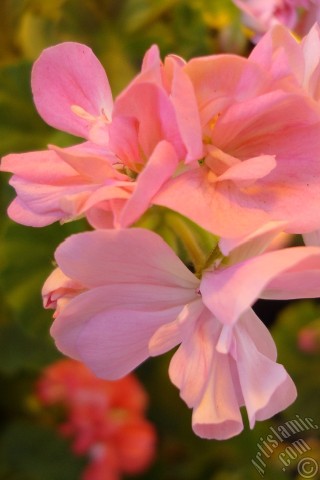 A mobile wallpaper and MMS picture for Apple iPhone 7s, 6s, 5s, 4s, Plus, iPods, iPads, New iPads, Samsung Galaxy S Series and Notes, Sony Ericsson Xperia, LG Mobile Phones, Tablets and Devices: Pink Colored Pelargonia -Geranium- flower.
