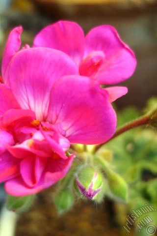 A mobile wallpaper and MMS picture for Apple iPhone 7s, 6s, 5s, 4s, Plus, iPods, iPads, New iPads, Samsung Galaxy S Series and Notes, Sony Ericsson Xperia, LG Mobile Phones, Tablets and Devices: Pink Colored Pelargonia -Geranium- flower.
