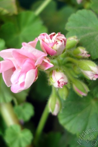 A mobile wallpaper and MMS picture for Apple iPhone 7s, 6s, 5s, 4s, Plus, iPods, iPads, New iPads, Samsung Galaxy S Series and Notes, Sony Ericsson Xperia, LG Mobile Phones, Tablets and Devices: Pink Colored Pelargonia -Geranium- flower.
