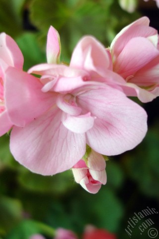 A mobile wallpaper and MMS picture for Apple iPhone 7s, 6s, 5s, 4s, Plus, iPods, iPads, New iPads, Samsung Galaxy S Series and Notes, Sony Ericsson Xperia, LG Mobile Phones, Tablets and Devices: Pink Colored Pelargonia -Geranium- flower.
