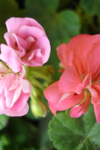 A mobile wallpaper and MMS picture for Apple iPhone 7s, 6s, 5s, 4s, Plus, iPods, iPads, New iPads, Samsung Galaxy S Series and Notes, Sony Ericsson Xperia, LG Mobile Phones, Tablets and Devices: Pink Colored Pelargonia -Geranium- flower.
