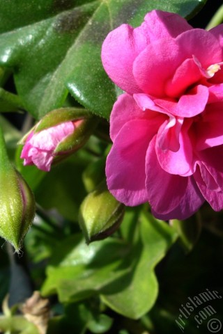 A mobile wallpaper and MMS picture for Apple iPhone 7s, 6s, 5s, 4s, Plus, iPods, iPads, New iPads, Samsung Galaxy S Series and Notes, Sony Ericsson Xperia, LG Mobile Phones, Tablets and Devices: Pink Colored Pelargonia -Geranium- flower.
