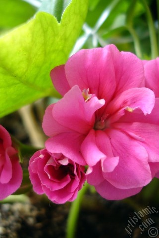 A mobile wallpaper and MMS picture for Apple iPhone 7s, 6s, 5s, 4s, Plus, iPods, iPads, New iPads, Samsung Galaxy S Series and Notes, Sony Ericsson Xperia, LG Mobile Phones, Tablets and Devices: Pink Colored Pelargonia -Geranium- flower.
