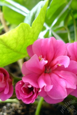 A mobile wallpaper and MMS picture for Apple iPhone 7s, 6s, 5s, 4s, Plus, iPods, iPads, New iPads, Samsung Galaxy S Series and Notes, Sony Ericsson Xperia, LG Mobile Phones, Tablets and Devices: Pink Colored Pelargonia -Geranium- flower.
