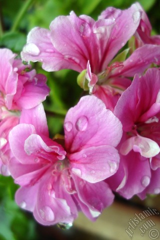 A mobile wallpaper and MMS picture for Apple iPhone 7s, 6s, 5s, 4s, Plus, iPods, iPads, New iPads, Samsung Galaxy S Series and Notes, Sony Ericsson Xperia, LG Mobile Phones, Tablets and Devices: Pink Colored Pelargonia -Geranium- flower.
