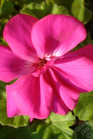 A mobile wallpaper and MMS picture for Apple iPhone 7s, 6s, 5s, 4s, Plus, iPods, iPads, New iPads, Samsung Galaxy S Series and Notes, Sony Ericsson Xperia, LG Mobile Phones, Tablets and Devices: Pink Colored Pelargonia -Geranium- flower.
