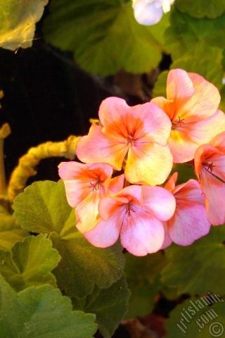 A mobile wallpaper and MMS picture for Apple iPhone 7s, 6s, 5s, 4s, Plus, iPods, iPads, New iPads, Samsung Galaxy S Series and Notes, Sony Ericsson Xperia, LG Mobile Phones, Tablets and Devices: Pink and red color Pelargonia -Geranium- flower.
