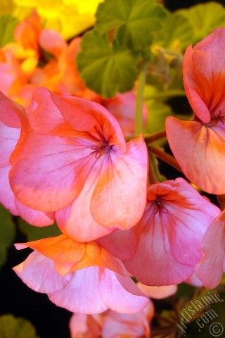 A mobile wallpaper and MMS picture for Apple iPhone 7s, 6s, 5s, 4s, Plus, iPods, iPads, New iPads, Samsung Galaxy S Series and Notes, Sony Ericsson Xperia, LG Mobile Phones, Tablets and Devices: Pink and red color Pelargonia -Geranium- flower.
