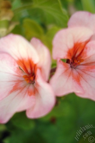 A mobile wallpaper and MMS picture for Apple iPhone 7s, 6s, 5s, 4s, Plus, iPods, iPads, New iPads, Samsung Galaxy S Series and Notes, Sony Ericsson Xperia, LG Mobile Phones, Tablets and Devices: Pink and red color Pelargonia -Geranium- flower.
