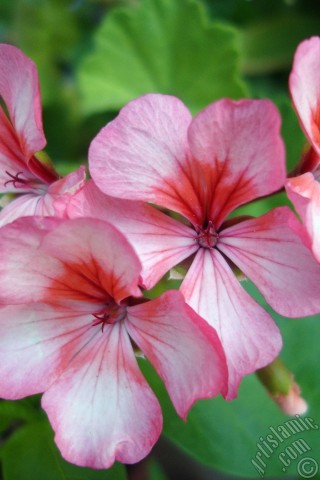 A mobile wallpaper and MMS picture for Apple iPhone 7s, 6s, 5s, 4s, Plus, iPods, iPads, New iPads, Samsung Galaxy S Series and Notes, Sony Ericsson Xperia, LG Mobile Phones, Tablets and Devices: Pink and red color Pelargonia -Geranium- flower.
