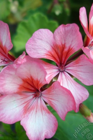 A mobile wallpaper and MMS picture for Apple iPhone 7s, 6s, 5s, 4s, Plus, iPods, iPads, New iPads, Samsung Galaxy S Series and Notes, Sony Ericsson Xperia, LG Mobile Phones, Tablets and Devices: Pink and red color Pelargonia -Geranium- flower.
