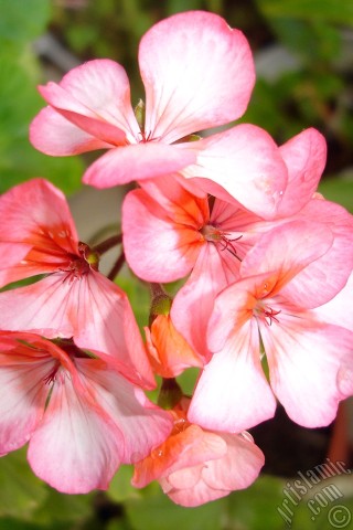 A mobile wallpaper and MMS picture for Apple iPhone 7s, 6s, 5s, 4s, Plus, iPods, iPads, New iPads, Samsung Galaxy S Series and Notes, Sony Ericsson Xperia, LG Mobile Phones, Tablets and Devices: Pink and red color Pelargonia -Geranium- flower.
