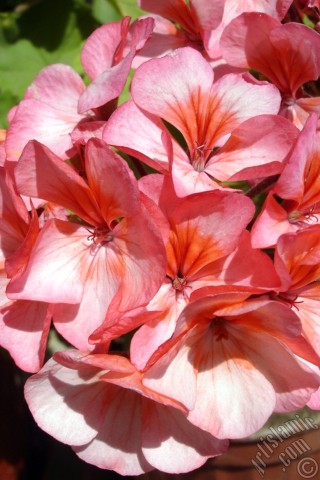 A mobile wallpaper and MMS picture for Apple iPhone 7s, 6s, 5s, 4s, Plus, iPods, iPads, New iPads, Samsung Galaxy S Series and Notes, Sony Ericsson Xperia, LG Mobile Phones, Tablets and Devices: Pink and red color Pelargonia -Geranium- flower.
