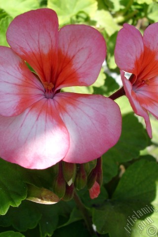 A mobile wallpaper and MMS picture for Apple iPhone 7s, 6s, 5s, 4s, Plus, iPods, iPads, New iPads, Samsung Galaxy S Series and Notes, Sony Ericsson Xperia, LG Mobile Phones, Tablets and Devices: Pink and red color Pelargonia -Geranium- flower.
