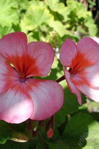 A mobile wallpaper and MMS picture for Apple iPhone 7s, 6s, 5s, 4s, Plus, iPods, iPads, New iPads, Samsung Galaxy S Series and Notes, Sony Ericsson Xperia, LG Mobile Phones, Tablets and Devices: Pink and red color Pelargonia -Geranium- flower.
