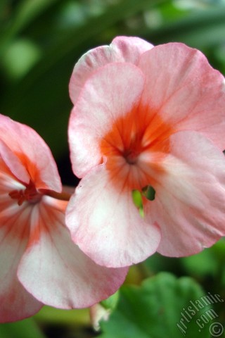 A mobile wallpaper and MMS picture for Apple iPhone 7s, 6s, 5s, 4s, Plus, iPods, iPads, New iPads, Samsung Galaxy S Series and Notes, Sony Ericsson Xperia, LG Mobile Phones, Tablets and Devices: Pink and red color Pelargonia -Geranium- flower.
