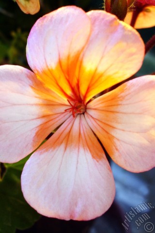 A mobile wallpaper and MMS picture for Apple iPhone 7s, 6s, 5s, 4s, Plus, iPods, iPads, New iPads, Samsung Galaxy S Series and Notes, Sony Ericsson Xperia, LG Mobile Phones, Tablets and Devices: Pink and red color Pelargonia -Geranium- flower.
