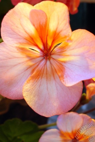 A mobile wallpaper and MMS picture for Apple iPhone 7s, 6s, 5s, 4s, Plus, iPods, iPads, New iPads, Samsung Galaxy S Series and Notes, Sony Ericsson Xperia, LG Mobile Phones, Tablets and Devices: Pink and red color Pelargonia -Geranium- flower.
