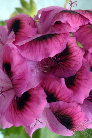 A mobile wallpaper and MMS picture for Apple iPhone 7s, 6s, 5s, 4s, Plus, iPods, iPads, New iPads, Samsung Galaxy S Series and Notes, Sony Ericsson Xperia, LG Mobile Phones, Tablets and Devices: Dark pink mottled Pelargonia -Geranium- flower.
