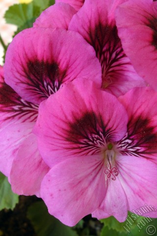 A mobile wallpaper and MMS picture for Apple iPhone 7s, 6s, 5s, 4s, Plus, iPods, iPads, New iPads, Samsung Galaxy S Series and Notes, Sony Ericsson Xperia, LG Mobile Phones, Tablets and Devices: Dark pink mottled Pelargonia -Geranium- flower.
