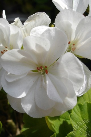 A mobile wallpaper and MMS picture for Apple iPhone 7s, 6s, 5s, 4s, Plus, iPods, iPads, New iPads, Samsung Galaxy S Series and Notes, Sony Ericsson Xperia, LG Mobile Phones, Tablets and Devices: White color Pelargonia -Geranium- flower.
