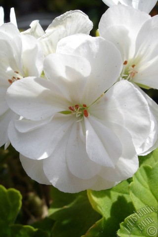 A mobile wallpaper and MMS picture for Apple iPhone 7s, 6s, 5s, 4s, Plus, iPods, iPads, New iPads, Samsung Galaxy S Series and Notes, Sony Ericsson Xperia, LG Mobile Phones, Tablets and Devices: White color Pelargonia -Geranium- flower.
