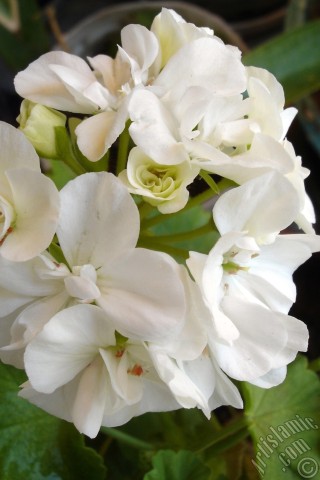 A mobile wallpaper and MMS picture for Apple iPhone 7s, 6s, 5s, 4s, Plus, iPods, iPads, New iPads, Samsung Galaxy S Series and Notes, Sony Ericsson Xperia, LG Mobile Phones, Tablets and Devices: White color Pelargonia -Geranium- flower.
