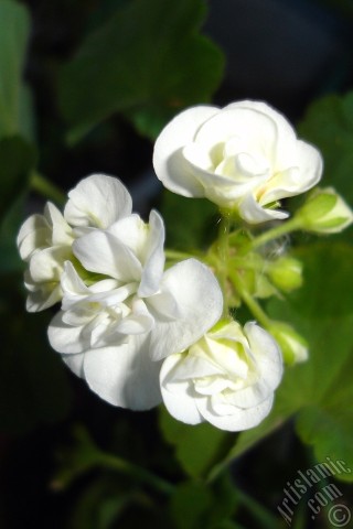 A mobile wallpaper and MMS picture for Apple iPhone 7s, 6s, 5s, 4s, Plus, iPods, iPads, New iPads, Samsung Galaxy S Series and Notes, Sony Ericsson Xperia, LG Mobile Phones, Tablets and Devices: White color Pelargonia -Geranium- flower.
