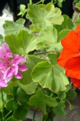 A mobile wallpaper and MMS picture for Apple iPhone 7s, 6s, 5s, 4s, Plus, iPods, iPads, New iPads, Samsung Galaxy S Series and Notes, Sony Ericsson Xperia, LG Mobile Phones, Tablets and Devices: Pink and red color Pelargonia -Geranium- flower.
