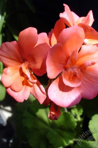 A mobile wallpaper and MMS picture for Apple iPhone 7s, 6s, 5s, 4s, Plus, iPods, iPads, New iPads, Samsung Galaxy S Series and Notes, Sony Ericsson Xperia, LG Mobile Phones, Tablets and Devices: Red Colored Pelargonia -Geranium- Flower.
