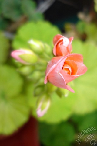 A mobile wallpaper and MMS picture for Apple iPhone 7s, 6s, 5s, 4s, Plus, iPods, iPads, New iPads, Samsung Galaxy S Series and Notes, Sony Ericsson Xperia, LG Mobile Phones, Tablets and Devices: Newly coming out pink color Pelargonia -Geranium- flower.
