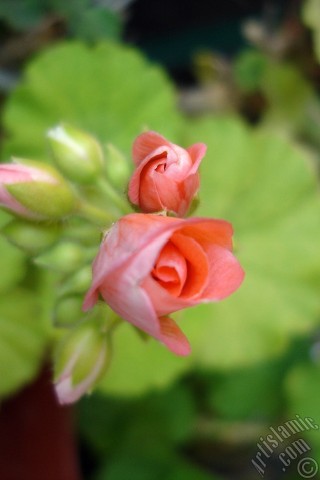 A mobile wallpaper and MMS picture for Apple iPhone 7s, 6s, 5s, 4s, Plus, iPods, iPads, New iPads, Samsung Galaxy S Series and Notes, Sony Ericsson Xperia, LG Mobile Phones, Tablets and Devices: Newly coming out pink color Pelargonia -Geranium- flower.
