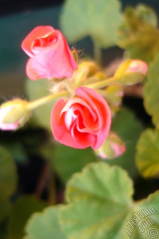 A mobile wallpaper and MMS picture for Apple iPhone 7s, 6s, 5s, 4s, Plus, iPods, iPads, New iPads, Samsung Galaxy S Series and Notes, Sony Ericsson Xperia, LG Mobile Phones, Tablets and Devices: Newly coming out pink color Pelargonia -Geranium- flower.
