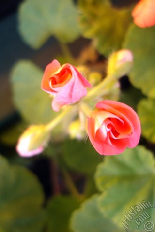 A mobile wallpaper and MMS picture for Apple iPhone 7s, 6s, 5s, 4s, Plus, iPods, iPads, New iPads, Samsung Galaxy S Series and Notes, Sony Ericsson Xperia, LG Mobile Phones, Tablets and Devices: Newly coming out pink color Pelargonia -Geranium- flower.
