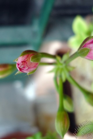 A mobile wallpaper and MMS picture for Apple iPhone 7s, 6s, 5s, 4s, Plus, iPods, iPads, New iPads, Samsung Galaxy S Series and Notes, Sony Ericsson Xperia, LG Mobile Phones, Tablets and Devices: Newly coming out pink color Pelargonia -Geranium- flower.
