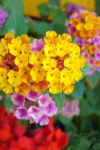 A mobile wallpaper and MMS picture for Apple iPhone 7s, 6s, 5s, 4s, Plus, iPods, iPads, New iPads, Samsung Galaxy S Series and Notes, Sony Ericsson Xperia, LG Mobile Phones, Tablets and Devices: Lantana camara -bush lantana- flower.
